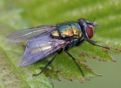 Réf. 251 805 : Lucilia sericata